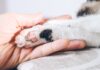 EnteroZOO: domácí veterinární „záchranka“