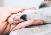 EnteroZOO: domácí veterinární „záchranka“